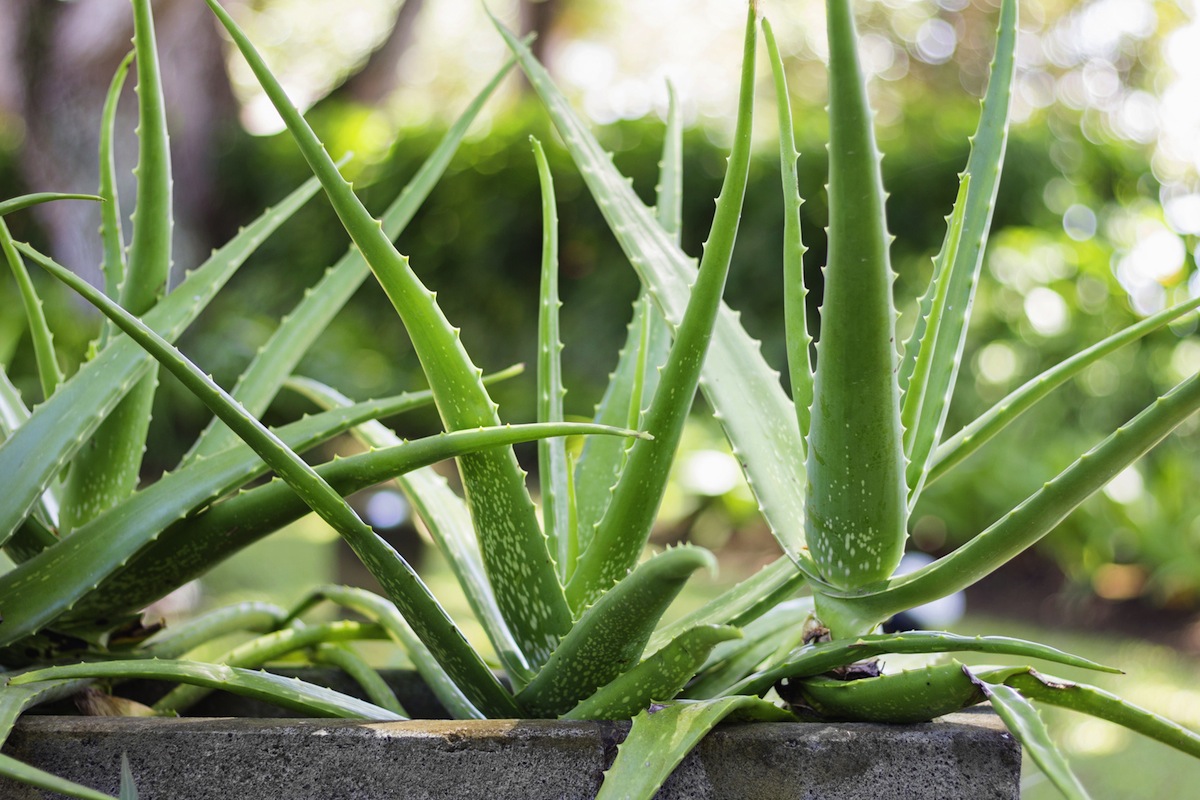 Aloe Vera v kvetinaci Greek Market